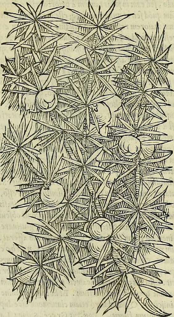 An illustration from Petri Andreae Matthioli Senensis serenissimi Principis Ferdinandi Archiducis Austriae & c., Medici, Commentarii secundo aucti : in libros sex Pedacii Dioscoridis Anazarbei de medica materia. Adiectis quàm plurimis plantarum, & animalium imaginibus quae in priore editione non habentur, eodem authore : his accessit eiusdem apologia adversus Amathum Lusitanum cum censura in eiusdem enarrationes, 1558, leaf 197