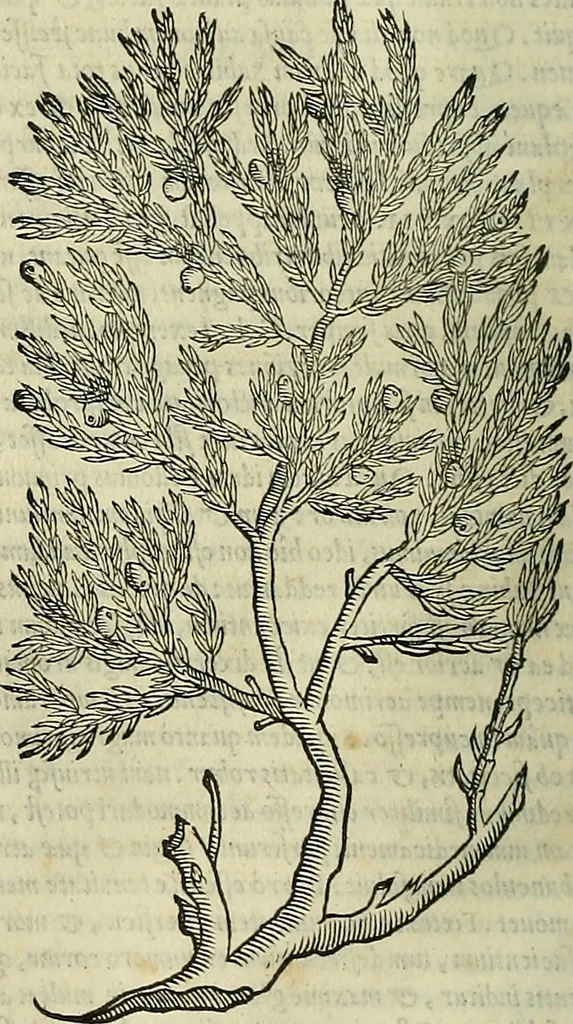 An illustration from Petri Andreae Matthioli Senensis serenissimi Principis Ferdinandi Archiducis Austriae & c., Medici, Commentarii secundo aucti : in libros sex Pedacii Dioscoridis Anazarbei de medica materia. Adiectis quàm plurimis plantarum, & animalium imaginibus quae in priore editione non habentur, eodem authore : his accessit eiusdem apologia adversus Amathum Lusitanum cum censura in eiusdem enarrationes, 1558, leaf 197