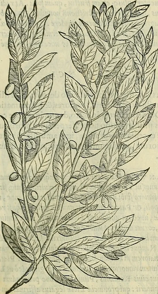 An illustration from Petri Andreae Matthioli Senensis serenissimi Principis Ferdinandi Archiducis Austriae & c., Medici, Commentarii secundo aucti : in libros sex Pedacii Dioscoridis Anazarbei de medica materia. Adiectis quàm plurimis plantarum, & animalium imaginibus quae in priore editione non habentur, eodem authore : his accessit eiusdem apologia adversus Amathum Lusitanum cum censura in eiusdem enarrationes, 1558, leaf 200