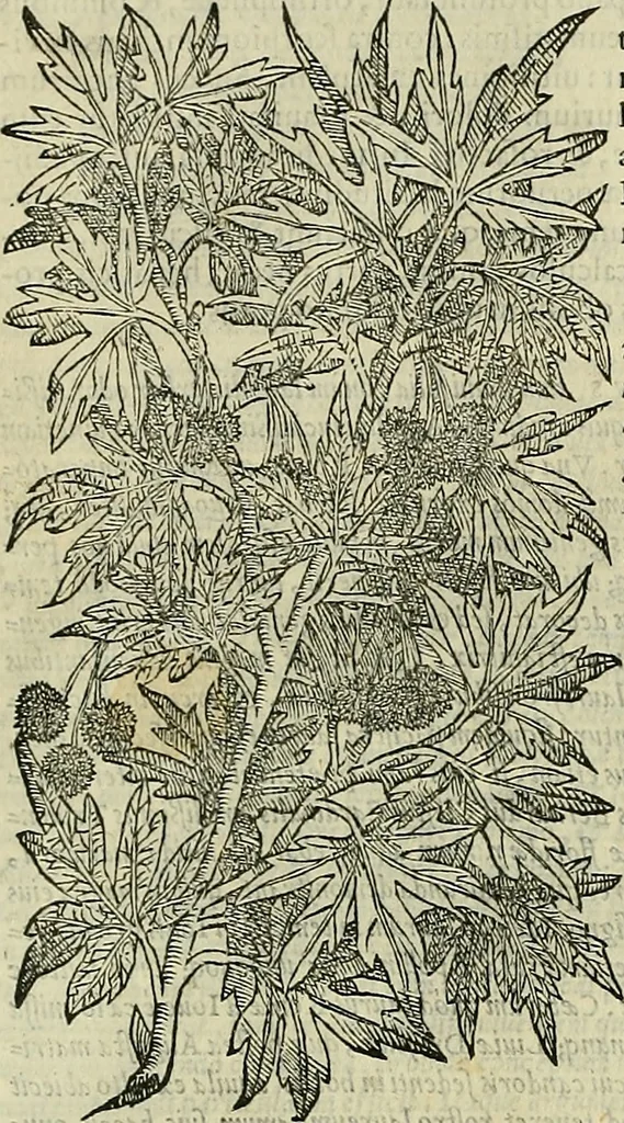 An illustration from Petri Andreae Matthioli Senensis serenissimi Principis Ferdinandi Archiducis Austriae & c., Medici, Commentarii secundo aucti : in libros sex Pedacii Dioscoridis Anazarbei de medica materia. Adiectis quàm plurimis plantarum, & animalium imaginibus quae in priore editione non habentur, eodem authore : his accessit eiusdem apologia adversus Amathum Lusitanum cum censura in eiusdem enarrationes, 1558, leaf 201