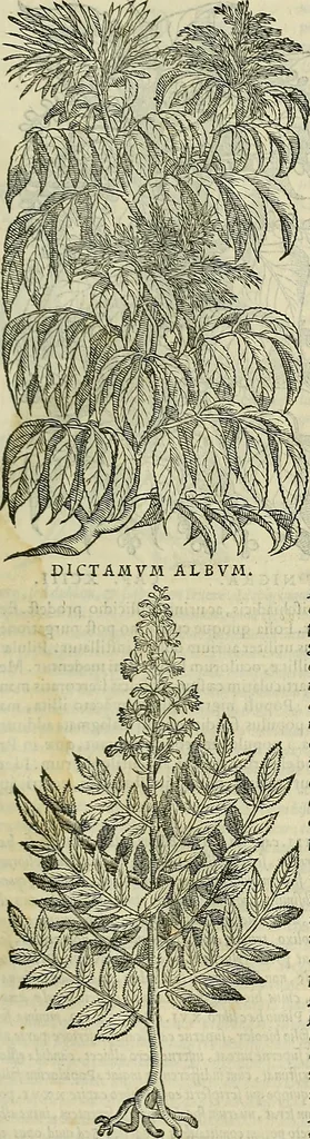 An illustration from Petri Andreae Matthioli Senensis serenissimi Principis Ferdinandi Archiducis Austriae & c., Medici, Commentarii secundo aucti : in libros sex Pedacii Dioscoridis Anazarbei de medica materia. Adiectis quàm plurimis plantarum, & animalium imaginibus quae in priore editione non habentur, eodem authore : his accessit eiusdem apologia adversus Amathum Lusitanum cum censura in eiusdem enarrationes, 1558, leaf 202