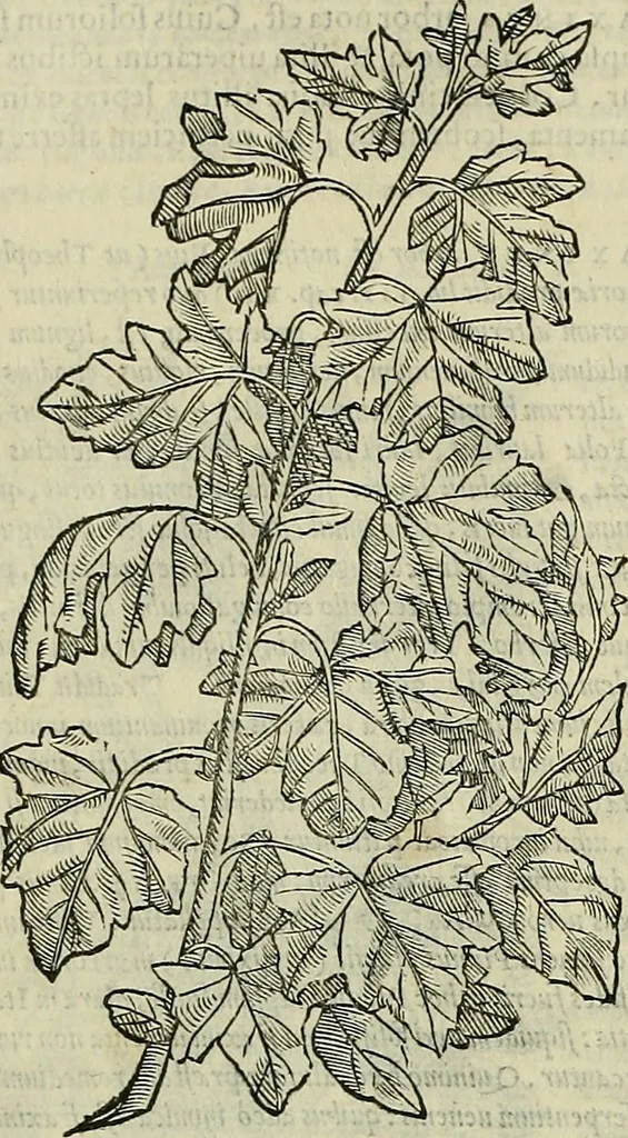 An illustration from Petri Andreae Matthioli Senensis serenissimi Principis Ferdinandi Archiducis Austriae & c., Medici, Commentarii secundo aucti : in libros sex Pedacii Dioscoridis Anazarbei de medica materia. Adiectis quàm plurimis plantarum, & animalium imaginibus quae in priore editione non habentur, eodem authore : his accessit eiusdem apologia adversus Amathum Lusitanum cum censura in eiusdem enarrationes, 1558, leaf 203