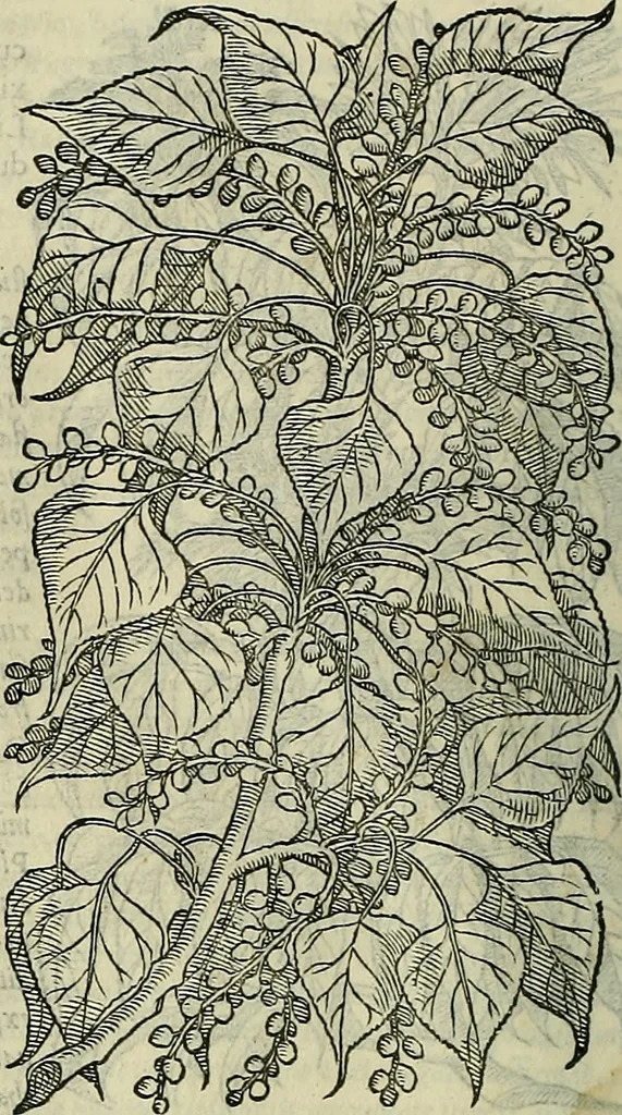 An illustration from Petri Andreae Matthioli Senensis serenissimi Principis Ferdinandi Archiducis Austriae & c., Medici, Commentarii secundo aucti : in libros sex Pedacii Dioscoridis Anazarbei de medica materia. Adiectis quàm plurimis plantarum, & animalium imaginibus quae in priore editione non habentur, eodem authore : his accessit eiusdem apologia adversus Amathum Lusitanum cum censura in eiusdem enarrationes, 1558, leaf 203