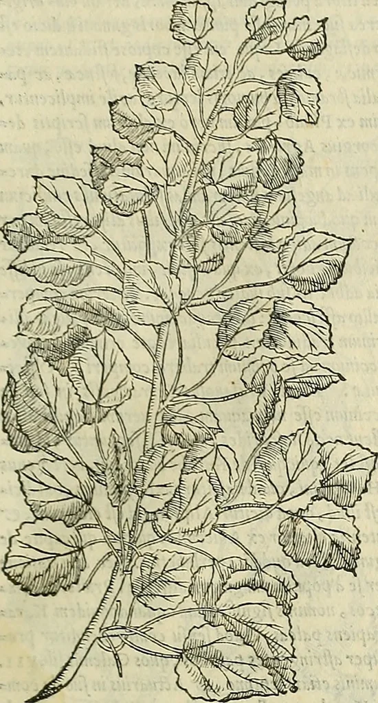 An illustration from Petri Andreae Matthioli Senensis serenissimi Principis Ferdinandi Archiducis Austriae & c., Medici, Commentarii secundo aucti : in libros sex Pedacii Dioscoridis Anazarbei de medica materia. Adiectis quàm plurimis plantarum, & animalium imaginibus quae in priore editione non habentur, eodem authore : his accessit eiusdem apologia adversus Amathum Lusitanum cum censura in eiusdem enarrationes, 1558, leaf 204