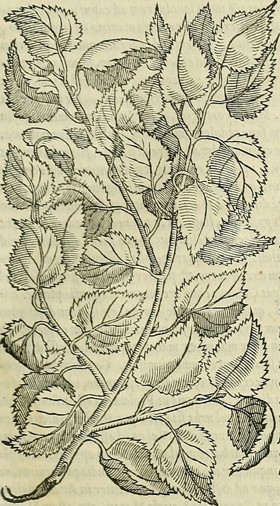 An illustration from Petri Andreae Matthioli Senensis serenissimi Principis Ferdinandi Archiducis Austriae & c., Medici, Commentarii secundo aucti : in libros sex Pedacii Dioscoridis Anazarbei de medica materia. Adiectis quàm plurimis plantarum, & animalium imaginibus quae in priore editione non habentur, eodem authore : his accessit eiusdem apologia adversus Amathum Lusitanum cum censura in eiusdem enarrationes, 1558, leaf 206
