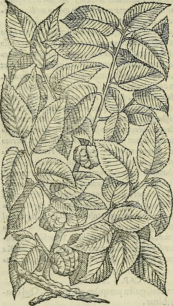 An illustration from Petri Andreae Matthioli Senensis serenissimi Principis Ferdinandi Archiducis Austriae & c., Medici, Commentarii secundo aucti : in libros sex Pedacii Dioscoridis Anazarbei de medica materia. Adiectis quàm plurimis plantarum, & animalium imaginibus quae in priore editione non habentur, eodem authore : his accessit eiusdem apologia adversus Amathum Lusitanum cum censura in eiusdem enarrationes, 1558, leaf 207