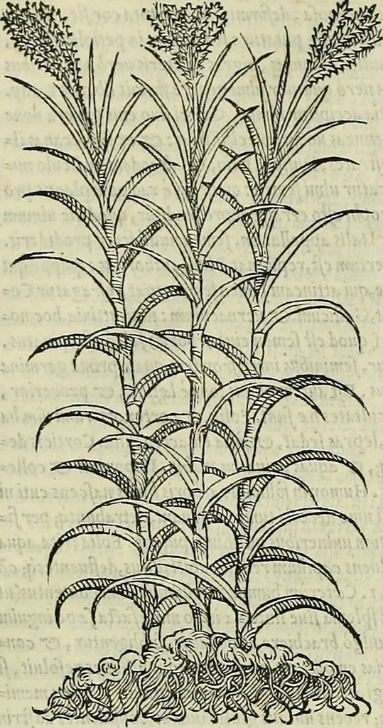 An illustration from Petri Andreae Matthioli Senensis serenissimi Principis Ferdinandi Archiducis Austriae & c., Medici, Commentarii secundo aucti : in libros sex Pedacii Dioscoridis Anazarbei de medica materia. Adiectis quàm plurimis plantarum, & animalium imaginibus quae in priore editione non habentur, eodem authore : his accessit eiusdem apologia adversus Amathum Lusitanum cum censura in eiusdem enarrationes, 1558, leaf 209
