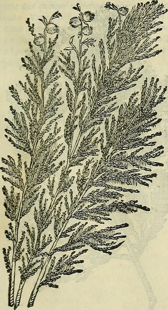 An illustration from Petri Andreae Matthioli Senensis serenissimi Principis Ferdinandi Archiducis Austriae & c., Medici, Commentarii secundo aucti : in libros sex Pedacii Dioscoridis Anazarbei de medica materia. Adiectis quàm plurimis plantarum, & animalium imaginibus quae in priore editione non habentur, eodem authore : his accessit eiusdem apologia adversus Amathum Lusitanum cum censura in eiusdem enarrationes, 1558, leaf 210