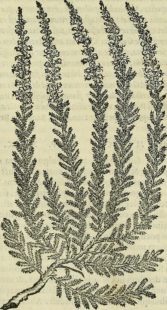 An illustration from Petri Andreae Matthioli Senensis serenissimi Principis Ferdinandi Archiducis Austriae & c., Medici, Commentarii secundo aucti : in libros sex Pedacii Dioscoridis Anazarbei de medica materia. Adiectis quàm plurimis plantarum, & animalium imaginibus quae in priore editione non habentur, eodem authore : his accessit eiusdem apologia adversus Amathum Lusitanum cum censura in eiusdem enarrationes, 1558, leaf 211