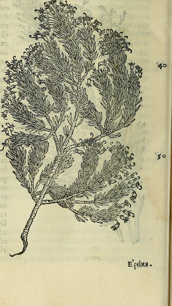 An illustration from Petri Andreae Matthioli Senensis serenissimi Principis Ferdinandi Archiducis Austriae & c., Medici, Commentarii secundo aucti : in libros sex Pedacii Dioscoridis Anazarbei de medica materia. Adiectis quàm plurimis plantarum, & animalium imaginibus quae in priore editione non habentur, eodem authore : his accessit eiusdem apologia adversus Amathum Lusitanum cum censura in eiusdem enarrationes, 1558, leaf 211