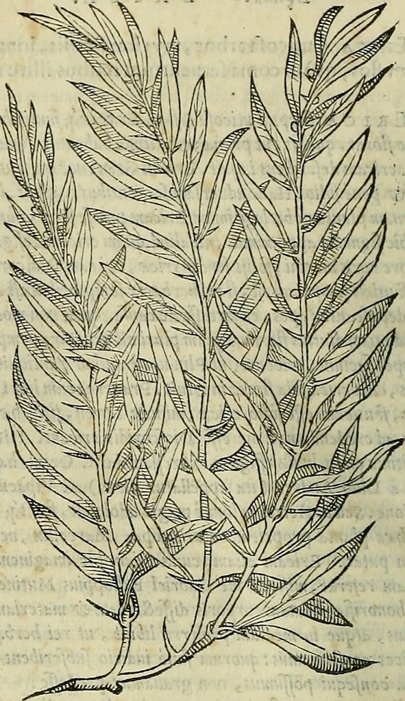 An illustration from Petri Andreae Matthioli Senensis serenissimi Principis Ferdinandi Archiducis Austriae & c., Medici, Commentarii secundo aucti : in libros sex Pedacii Dioscoridis Anazarbei de medica materia. Adiectis quàm plurimis plantarum, & animalium imaginibus quae in priore editione non habentur, eodem authore : his accessit eiusdem apologia adversus Amathum Lusitanum cum censura in eiusdem enarrationes, 1558, leaf 213