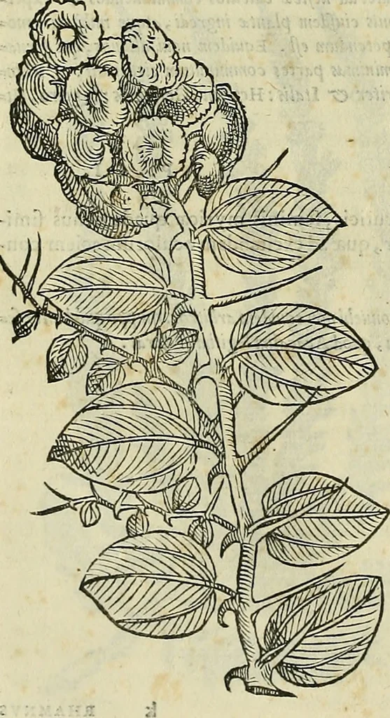 An illustration from Petri Andreae Matthioli Senensis serenissimi Principis Ferdinandi Archiducis Austriae & c., Medici, Commentarii secundo aucti : in libros sex Pedacii Dioscoridis Anazarbei de medica materia. Adiectis quàm plurimis plantarum, & animalium imaginibus quae in priore editione non habentur, eodem authore : his accessit eiusdem apologia adversus Amathum Lusitanum cum censura in eiusdem enarrationes, 1558, leaf 213