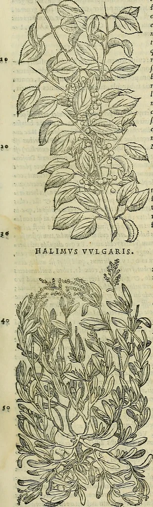 An illustration from Petri Andreae Matthioli Senensis serenissimi Principis Ferdinandi Archiducis Austriae & c., Medici, Commentarii secundo aucti : in libros sex Pedacii Dioscoridis Anazarbei de medica materia. Adiectis quàm plurimis plantarum, & animalium imaginibus quae in priore editione non habentur, eodem authore : his accessit eiusdem apologia adversus Amathum Lusitanum cum censura in eiusdem enarrationes, 1558, leaf 214