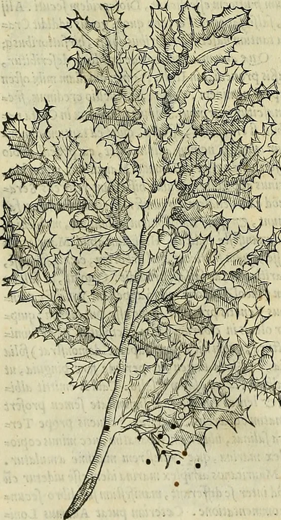 An illustration from Petri Andreae Matthioli Senensis serenissimi Principis Ferdinandi Archiducis Austriae & c., Medici, Commentarii secundo aucti : in libros sex Pedacii Dioscoridis Anazarbei de medica materia. Adiectis quàm plurimis plantarum, & animalium imaginibus quae in priore editione non habentur, eodem authore : his accessit eiusdem apologia adversus Amathum Lusitanum cum censura in eiusdem enarrationes, 1558, leaf 215