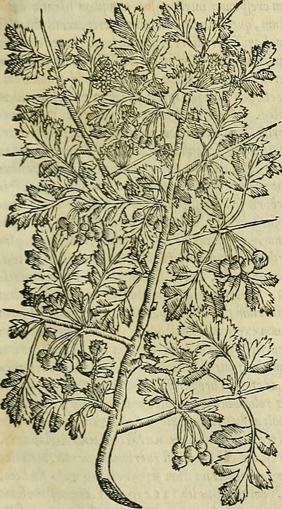 An illustration from Petri Andreae Matthioli Senensis serenissimi Principis Ferdinandi Archiducis Austriae & c., Medici, Commentarii secundo aucti : in libros sex Pedacii Dioscoridis Anazarbei de medica materia. Adiectis quàm plurimis plantarum, & animalium imaginibus quae in priore editione non habentur, eodem authore : his accessit eiusdem apologia adversus Amathum Lusitanum cum censura in eiusdem enarrationes, 1558, leaf 216