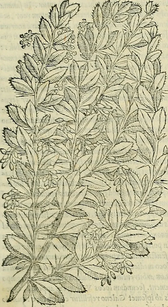 An illustration from Petri Andreae Matthioli Senensis serenissimi Principis Ferdinandi Archiducis Austriae & c., Medici, Commentarii secundo aucti : in libros sex Pedacii Dioscoridis Anazarbei de medica materia. Adiectis quàm plurimis plantarum, & animalium imaginibus quae in priore editione non habentur, eodem authore : his accessit eiusdem apologia adversus Amathum Lusitanum cum censura in eiusdem enarrationes, 1558, leaf 218