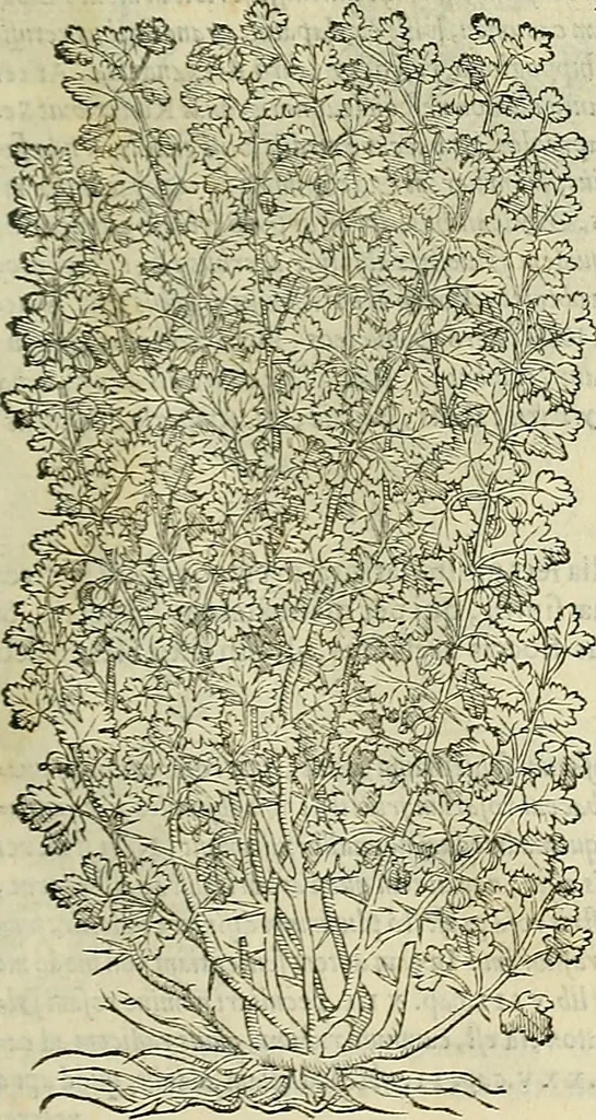 An illustration from Petri Andreae Matthioli Senensis serenissimi Principis Ferdinandi Archiducis Austriae & c., Medici, Commentarii secundo aucti : in libros sex Pedacii Dioscoridis Anazarbei de medica materia. Adiectis quàm plurimis plantarum, & animalium imaginibus quae in priore editione non habentur, eodem authore : his accessit eiusdem apologia adversus Amathum Lusitanum cum censura in eiusdem enarrationes, 1558, leaf 218