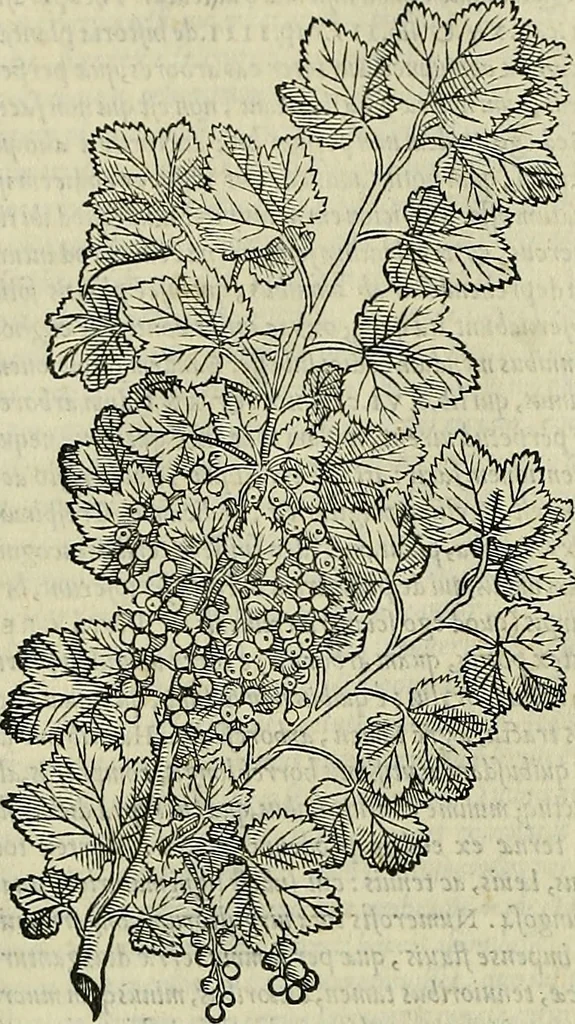 An illustration from Petri Andreae Matthioli Senensis serenissimi Principis Ferdinandi Archiducis Austriae & c., Medici, Commentarii secundo aucti : in libros sex Pedacii Dioscoridis Anazarbei de medica materia. Adiectis quàm plurimis plantarum, & animalium imaginibus quae in priore editione non habentur, eodem authore : his accessit eiusdem apologia adversus Amathum Lusitanum cum censura in eiusdem enarrationes, 1558, leaf 219