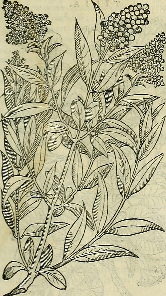 An illustration from Petri Andreae Matthioli Senensis serenissimi Principis Ferdinandi Archiducis Austriae & c., Medici, Commentarii secundo aucti : in libros sex Pedacii Dioscoridis Anazarbei de medica materia. Adiectis quàm plurimis plantarum, & animalium imaginibus quae in priore editione non habentur, eodem authore : his accessit eiusdem apologia adversus Amathum Lusitanum cum censura in eiusdem enarrationes, 1558, leaf 220