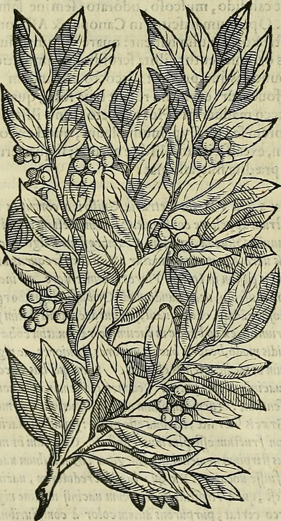 An illustration from Petri Andreae Matthioli Senensis serenissimi Principis Ferdinandi Archiducis Austriae & c., Medici, Commentarii secundo aucti : in libros sex Pedacii Dioscoridis Anazarbei de medica materia. Adiectis quàm plurimis plantarum, & animalium imaginibus quae in priore editione non habentur, eodem authore : his accessit eiusdem apologia adversus Amathum Lusitanum cum censura in eiusdem enarrationes, 1558, leaf 221