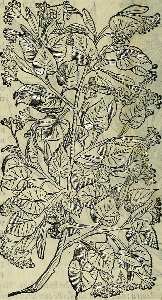 An illustration from Petri Andreae Matthioli Senensis serenissimi Principis Ferdinandi Archiducis Austriae & c., Medici, Commentarii secundo aucti : in libros sex Pedacii Dioscoridis Anazarbei de medica materia. Adiectis quàm plurimis plantarum, & animalium imaginibus quae in priore editione non habentur, eodem authore : his accessit eiusdem apologia adversus Amathum Lusitanum cum censura in eiusdem enarrationes, 1558, leaf 221