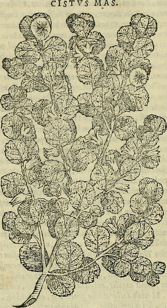 An illustration from Petri Andreae Matthioli Senensis serenissimi Principis Ferdinandi Archiducis Austriae & c., Medici, Commentarii secundo aucti : in libros sex Pedacii Dioscoridis Anazarbei de medica materia. Adiectis quàm plurimis plantarum, & animalium imaginibus quae in priore editione non habentur, eodem authore : his accessit eiusdem apologia adversus Amathum Lusitanum cum censura in eiusdem enarrationes, 1558, leaf 223