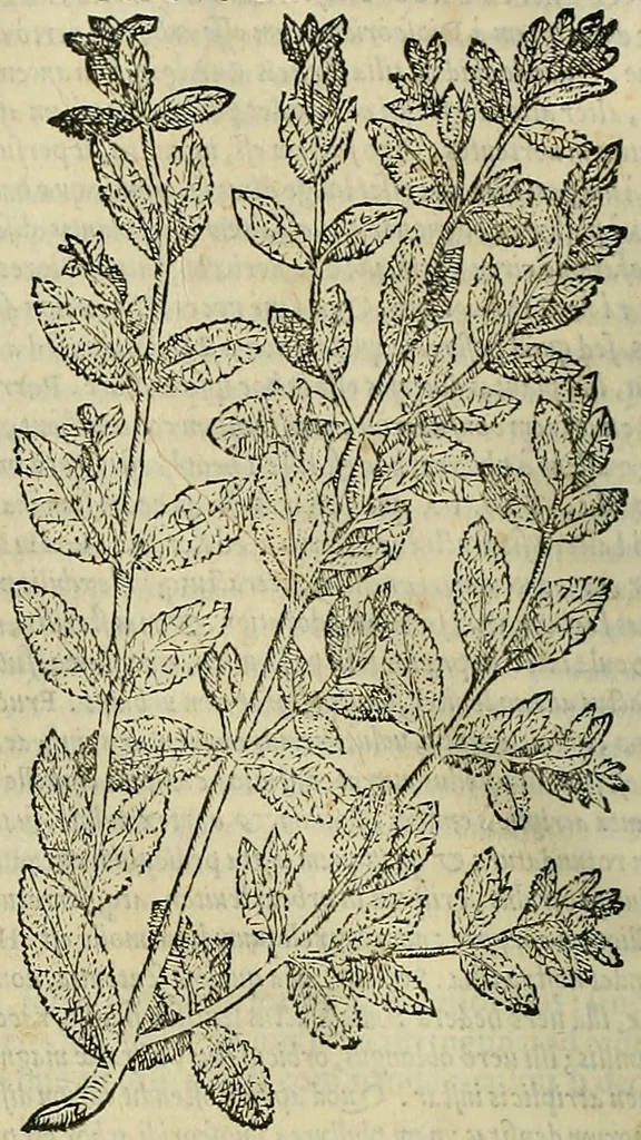 An illustration from Petri Andreae Matthioli Senensis serenissimi Principis Ferdinandi Archiducis Austriae & c., Medici, Commentarii secundo aucti : in libros sex Pedacii Dioscoridis Anazarbei de medica materia. Adiectis quàm plurimis plantarum, & animalium imaginibus quae in priore editione non habentur, eodem authore : his accessit eiusdem apologia adversus Amathum Lusitanum cum censura in eiusdem enarrationes, 1558, leaf 223