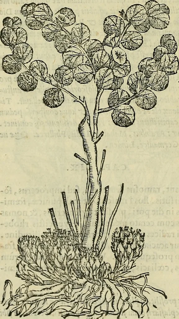An illustration from Petri Andreae Matthioli Senensis serenissimi Principis Ferdinandi Archiducis Austriae & c., Medici, Commentarii secundo aucti : in libros sex Pedacii Dioscoridis Anazarbei de medica materia. Adiectis quàm plurimis plantarum, & animalium imaginibus quae in priore editione non habentur, eodem authore : his accessit eiusdem apologia adversus Amathum Lusitanum cum censura in eiusdem enarrationes, 1558, leaf 223