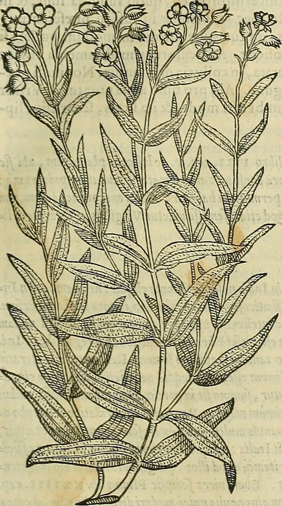 An illustration from Petri Andreae Matthioli Senensis serenissimi Principis Ferdinandi Archiducis Austriae & c., Medici, Commentarii secundo aucti : in libros sex Pedacii Dioscoridis Anazarbei de medica materia. Adiectis quàm plurimis plantarum, & animalium imaginibus quae in priore editione non habentur, eodem authore : his accessit eiusdem apologia adversus Amathum Lusitanum cum censura in eiusdem enarrationes, 1558, leaf 224