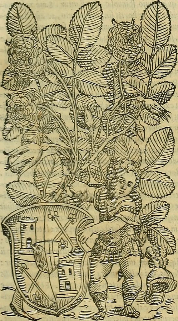 An illustration from Petri Andreae Matthioli Senensis serenissimi Principis Ferdinandi Archiducis Austriae & c., Medici, Commentarii secundo aucti : in libros sex Pedacii Dioscoridis Anazarbei de medica materia. Adiectis quàm plurimis plantarum, & animalium imaginibus quae in priore editione non habentur, eodem authore : his accessit eiusdem apologia adversus Amathum Lusitanum cum censura in eiusdem enarrationes, 1558, leaf 228