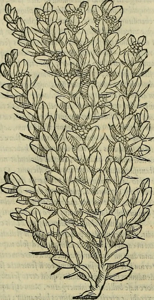 An illustration from Petri Andreae Matthioli Senensis serenissimi Principis Ferdinandi Archiducis Austriae & c., Medici, Commentarii secundo aucti : in libros sex Pedacii Dioscoridis Anazarbei de medica materia. Adiectis quàm plurimis plantarum, & animalium imaginibus quae in priore editione non habentur, eodem authore : his accessit eiusdem apologia adversus Amathum Lusitanum cum censura in eiusdem enarrationes, 1558, leaf 231