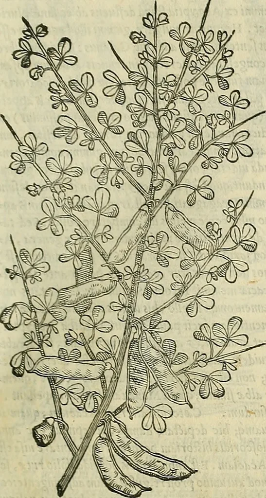 An illustration from Petri Andreae Matthioli Senensis serenissimi Principis Ferdinandi Archiducis Austriae & c., Medici, Commentarii secundo aucti : in libros sex Pedacii Dioscoridis Anazarbei de medica materia. Adiectis quàm plurimis plantarum, & animalium imaginibus quae in priore editione non habentur, eodem authore : his accessit eiusdem apologia adversus Amathum Lusitanum cum censura in eiusdem enarrationes, 1558, leaf 232