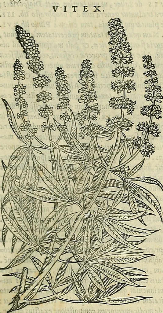 An illustration from Petri Andreae Matthioli Senensis serenissimi Principis Ferdinandi Archiducis Austriae & c., Medici, Commentarii secundo aucti : in libros sex Pedacii Dioscoridis Anazarbei de medica materia. Adiectis quàm plurimis plantarum, & animalium imaginibus quae in priore editione non habentur, eodem authore : his accessit eiusdem apologia adversus Amathum Lusitanum cum censura in eiusdem enarrationes, 1558, leaf 234