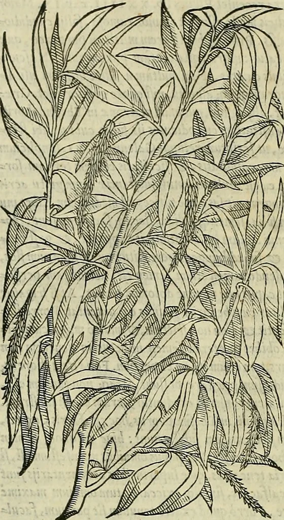 An illustration from Petri Andreae Matthioli Senensis serenissimi Principis Ferdinandi Archiducis Austriae & c., Medici, Commentarii secundo aucti : in libros sex Pedacii Dioscoridis Anazarbei de medica materia. Adiectis quàm plurimis plantarum, & animalium imaginibus quae in priore editione non habentur, eodem authore : his accessit eiusdem apologia adversus Amathum Lusitanum cum censura in eiusdem enarrationes, 1558, leaf 235