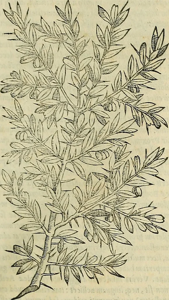 An illustration from Petri Andreae Matthioli Senensis serenissimi Principis Ferdinandi Archiducis Austriae & c., Medici, Commentarii secundo aucti : in libros sex Pedacii Dioscoridis Anazarbei de medica materia. Adiectis quàm plurimis plantarum, & animalium imaginibus quae in priore editione non habentur, eodem authore : his accessit eiusdem apologia adversus Amathum Lusitanum cum censura in eiusdem enarrationes, 1558, leaf 236