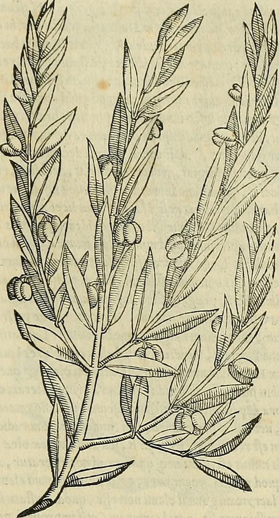 An illustration from Petri Andreae Matthioli Senensis serenissimi Principis Ferdinandi Archiducis Austriae & c., Medici, Commentarii secundo aucti : in libros sex Pedacii Dioscoridis Anazarbei de medica materia. Adiectis quàm plurimis plantarum, & animalium imaginibus quae in priore editione non habentur, eodem authore : his accessit eiusdem apologia adversus Amathum Lusitanum cum censura in eiusdem enarrationes, 1558, leaf 236