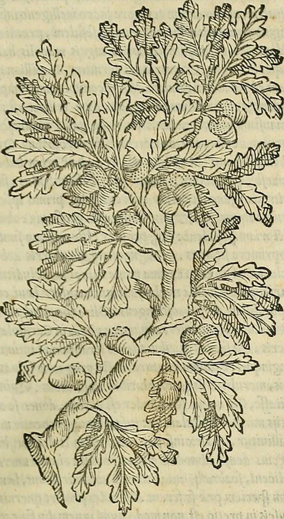 An illustration from Petri Andreae Matthioli Senensis serenissimi Principis Ferdinandi Archiducis Austriae & c., Medici, Commentarii secundo aucti : in libros sex Pedacii Dioscoridis Anazarbei de medica materia. Adiectis quàm plurimis plantarum, & animalium imaginibus quae in priore editione non habentur, eodem authore : his accessit eiusdem apologia adversus Amathum Lusitanum cum censura in eiusdem enarrationes, 1558, leaf 238