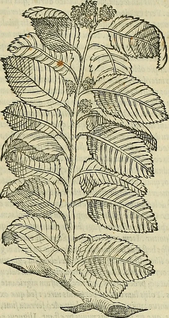 An illustration from Petri Andreae Matthioli Senensis serenissimi Principis Ferdinandi Archiducis Austriae & c., Medici, Commentarii secundo aucti : in libros sex Pedacii Dioscoridis Anazarbei de medica materia. Adiectis quàm plurimis plantarum, & animalium imaginibus quae in priore editione non habentur, eodem authore : his accessit eiusdem apologia adversus Amathum Lusitanum cum censura in eiusdem enarrationes, 1558, leaf 238