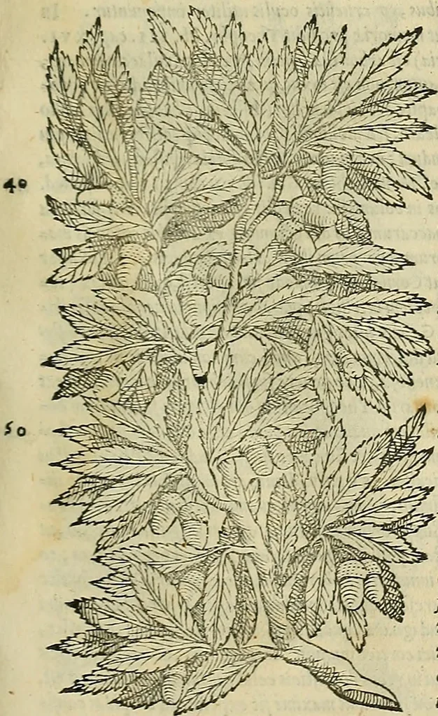 An illustration from Petri Andreae Matthioli Senensis serenissimi Principis Ferdinandi Archiducis Austriae & c., Medici, Commentarii secundo aucti : in libros sex Pedacii Dioscoridis Anazarbei de medica materia. Adiectis quàm plurimis plantarum, & animalium imaginibus quae in priore editione non habentur, eodem authore : his accessit eiusdem apologia adversus Amathum Lusitanum cum censura in eiusdem enarrationes, 1558, leaf 238