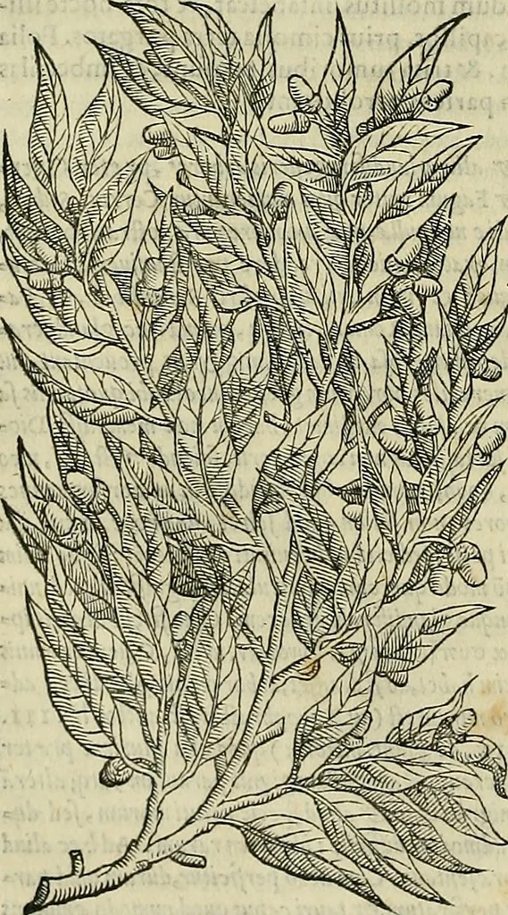 An illustration from Petri Andreae Matthioli Senensis serenissimi Principis Ferdinandi Archiducis Austriae & c., Medici, Commentarii secundo aucti : in libros sex Pedacii Dioscoridis Anazarbei de medica materia. Adiectis quàm plurimis plantarum, & animalium imaginibus quae in priore editione non habentur, eodem authore : his accessit eiusdem apologia adversus Amathum Lusitanum cum censura in eiusdem enarrationes, 1558, leaf 239