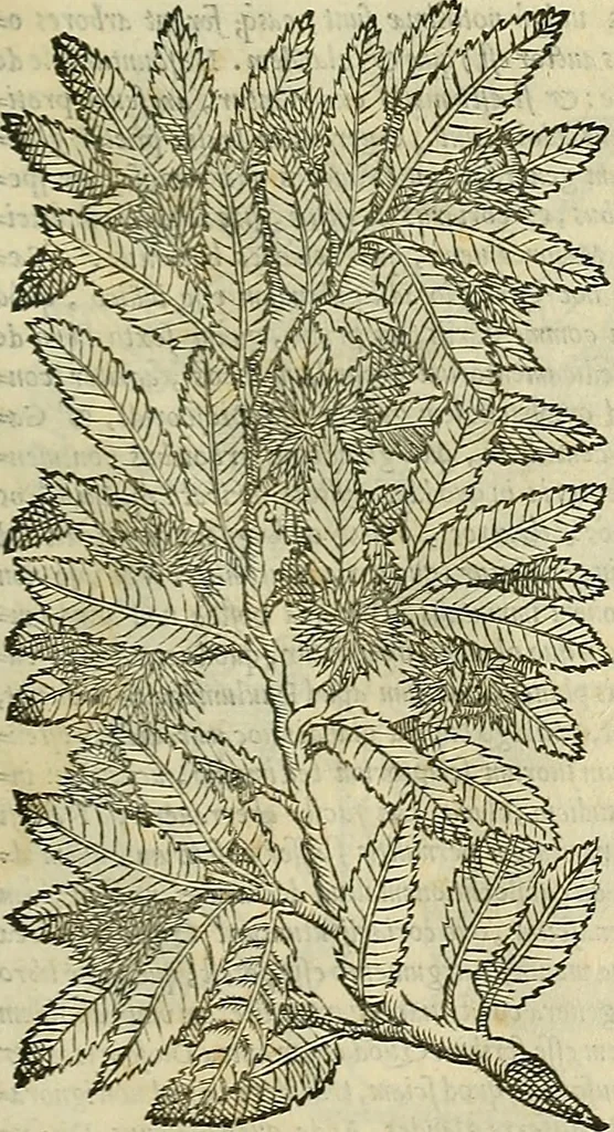 An illustration from Petri Andreae Matthioli Senensis serenissimi Principis Ferdinandi Archiducis Austriae & c., Medici, Commentarii secundo aucti : in libros sex Pedacii Dioscoridis Anazarbei de medica materia. Adiectis quàm plurimis plantarum, & animalium imaginibus quae in priore editione non habentur, eodem authore : his accessit eiusdem apologia adversus Amathum Lusitanum cum censura in eiusdem enarrationes, 1558, leaf 240