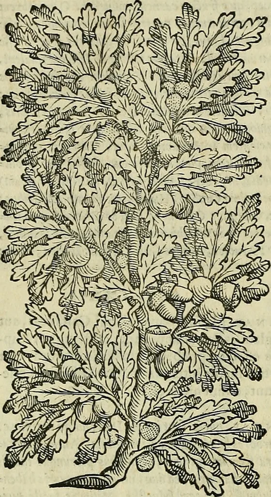 An illustration from Petri Andreae Matthioli Senensis serenissimi Principis Ferdinandi Archiducis Austriae & c., Medici, Commentarii secundo aucti : in libros sex Pedacii Dioscoridis Anazarbei de medica materia. Adiectis quàm plurimis plantarum, & animalium imaginibus quae in priore editione non habentur, eodem authore : his accessit eiusdem apologia adversus Amathum Lusitanum cum censura in eiusdem enarrationes, 1558, leaf 241