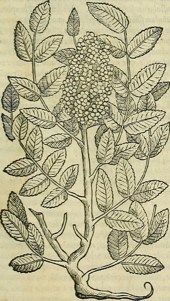 An illustration from Petri Andreae Matthioli Senensis serenissimi Principis Ferdinandi Archiducis Austriae & c., Medici, Commentarii secundo aucti : in libros sex Pedacii Dioscoridis Anazarbei de medica materia. Adiectis quàm plurimis plantarum, & animalium imaginibus quae in priore editione non habentur, eodem authore : his accessit eiusdem apologia adversus Amathum Lusitanum cum censura in eiusdem enarrationes, 1558, leaf 242