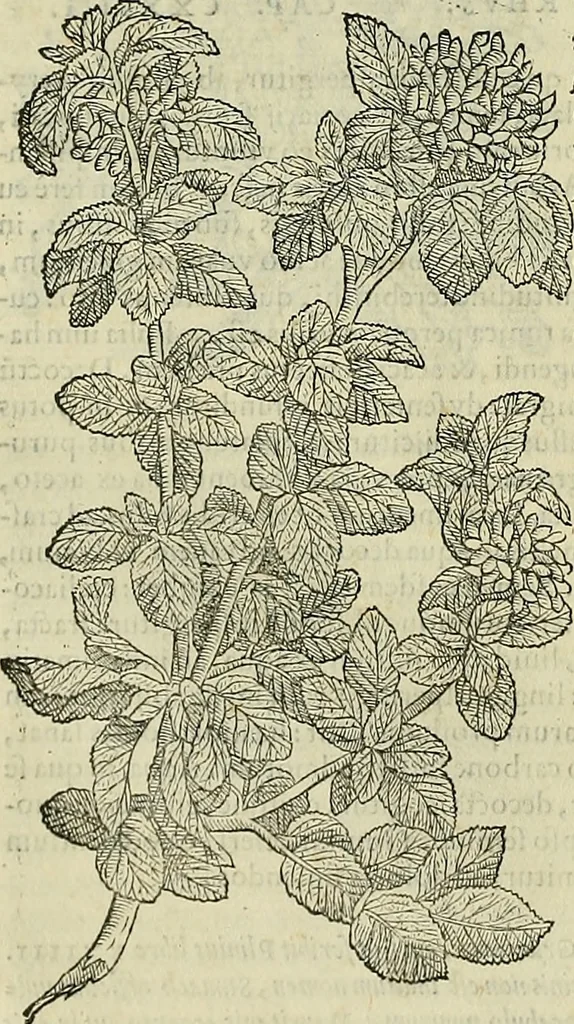An illustration from Petri Andreae Matthioli Senensis serenissimi Principis Ferdinandi Archiducis Austriae & c., Medici, Commentarii secundo aucti : in libros sex Pedacii Dioscoridis Anazarbei de medica materia. Adiectis quàm plurimis plantarum, & animalium imaginibus quae in priore editione non habentur, eodem authore : his accessit eiusdem apologia adversus Amathum Lusitanum cum censura in eiusdem enarrationes, 1558, leaf 243