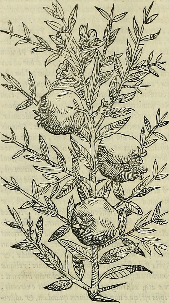An illustration from Petri Andreae Matthioli Senensis serenissimi Principis Ferdinandi Archiducis Austriae & c., Medici, Commentarii secundo aucti : in libros sex Pedacii Dioscoridis Anazarbei de medica materia. Adiectis quàm plurimis plantarum, & animalium imaginibus quae in priore editione non habentur, eodem authore : his accessit eiusdem apologia adversus Amathum Lusitanum cum censura in eiusdem enarrationes, 1558, leaf 247