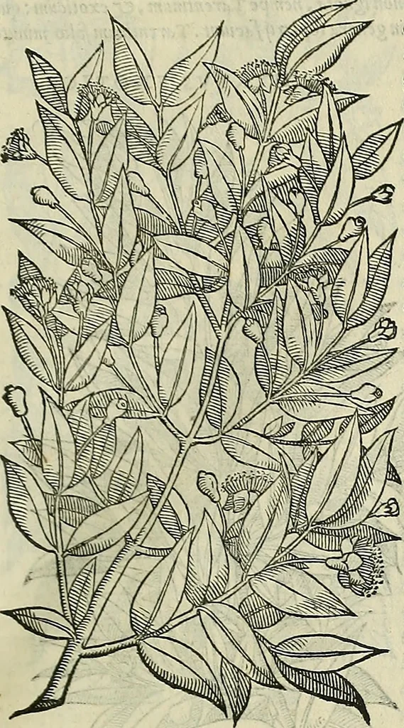 An illustration from Petri Andreae Matthioli Senensis serenissimi Principis Ferdinandi Archiducis Austriae & c., Medici, Commentarii secundo aucti : in libros sex Pedacii Dioscoridis Anazarbei de medica materia. Adiectis quàm plurimis plantarum, & animalium imaginibus quae in priore editione non habentur, eodem authore : his accessit eiusdem apologia adversus Amathum Lusitanum cum censura in eiusdem enarrationes, 1558, leaf 248
