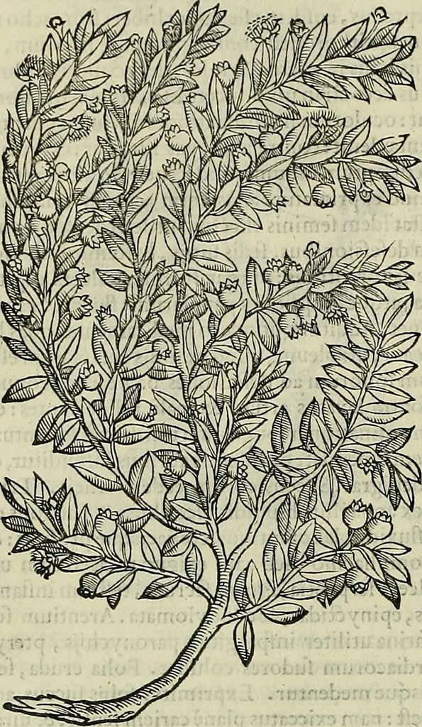 An illustration from Petri Andreae Matthioli Senensis serenissimi Principis Ferdinandi Archiducis Austriae & c., Medici, Commentarii secundo aucti : in libros sex Pedacii Dioscoridis Anazarbei de medica materia. Adiectis quàm plurimis plantarum, & animalium imaginibus quae in priore editione non habentur, eodem authore : his accessit eiusdem apologia adversus Amathum Lusitanum cum censura in eiusdem enarrationes, 1558, leaf 249