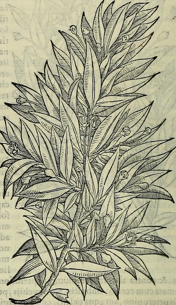 An illustration from Petri Andreae Matthioli Senensis serenissimi Principis Ferdinandi Archiducis Austriae & c., Medici, Commentarii secundo aucti : in libros sex Pedacii Dioscoridis Anazarbei de medica materia. Adiectis quàm plurimis plantarum, & animalium imaginibus quae in priore editione non habentur, eodem authore : his accessit eiusdem apologia adversus Amathum Lusitanum cum censura in eiusdem enarrationes, 1558, leaf 249