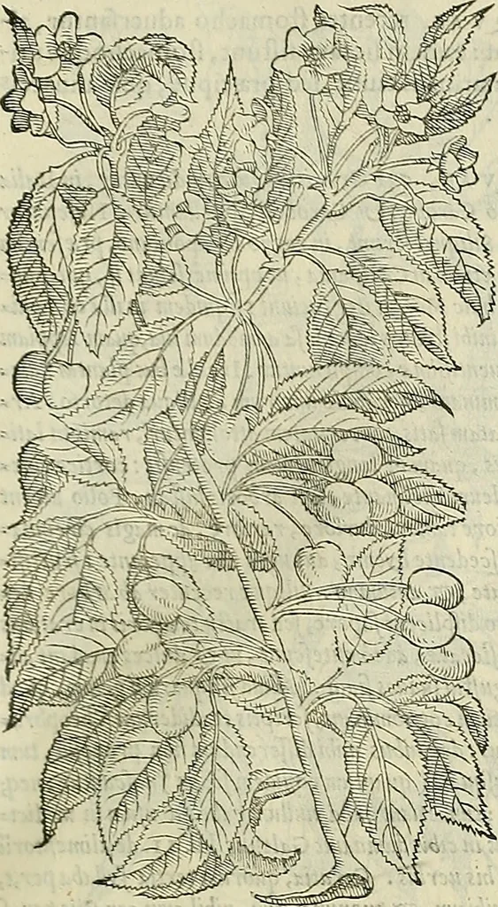 An illustration from Petri Andreae Matthioli Senensis serenissimi Principis Ferdinandi Archiducis Austriae & c., Medici, Commentarii secundo aucti : in libros sex Pedacii Dioscoridis Anazarbei de medica materia. Adiectis quàm plurimis plantarum, & animalium imaginibus quae in priore editione non habentur, eodem authore : his accessit eiusdem apologia adversus Amathum Lusitanum cum censura in eiusdem enarrationes, 1558, leaf 250
