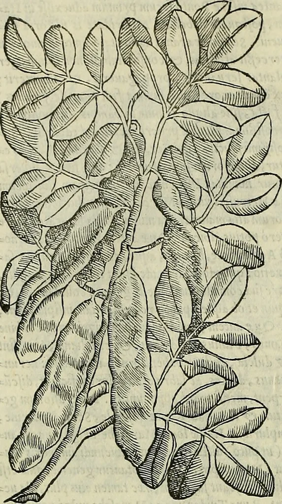 An illustration from Petri Andreae Matthioli Senensis serenissimi Principis Ferdinandi Archiducis Austriae & c., Medici, Commentarii secundo aucti : in libros sex Pedacii Dioscoridis Anazarbei de medica materia. Adiectis quàm plurimis plantarum, & animalium imaginibus quae in priore editione non habentur, eodem authore : his accessit eiusdem apologia adversus Amathum Lusitanum cum censura in eiusdem enarrationes, 1558, leaf 251